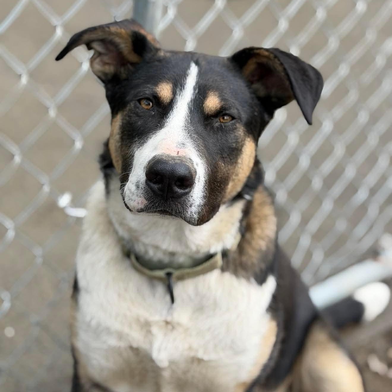 PorkChop, an adoptable Mixed Breed in Argyle, NY image 1/6