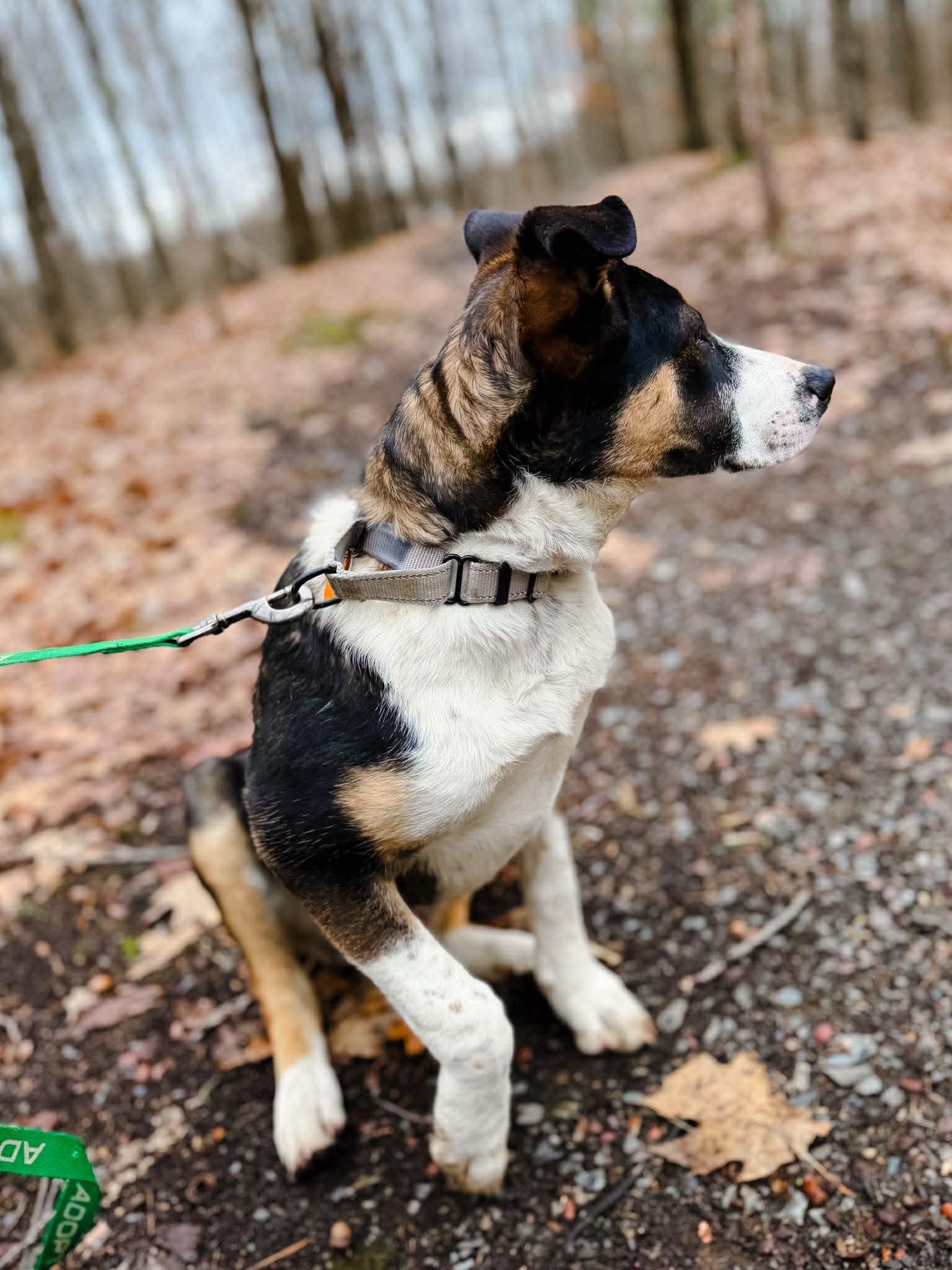 Enlarge PorkChop, an adoptable Mixed Breed in Argyle, NY image 4/6