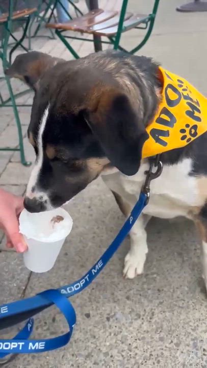 Enlarge PorkChop, an adoptable Mixed Breed in Argyle, NY video 4/6