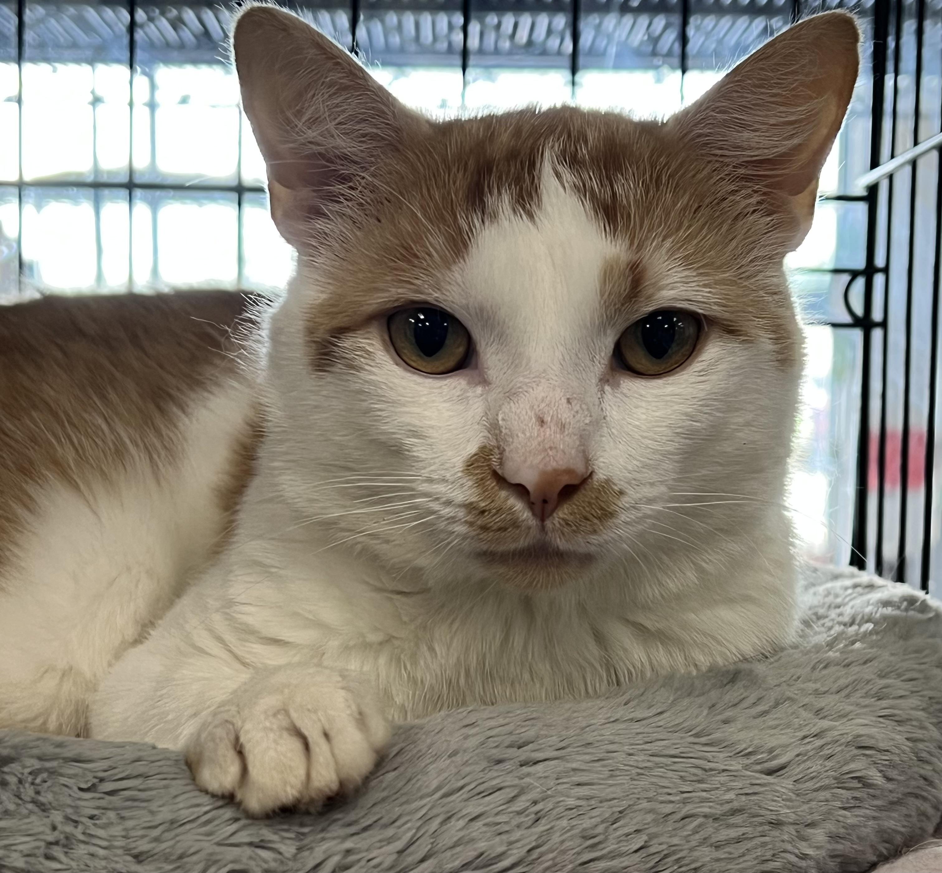Scotch, ADOPTABLE, Young Male Domestic Short Hair.