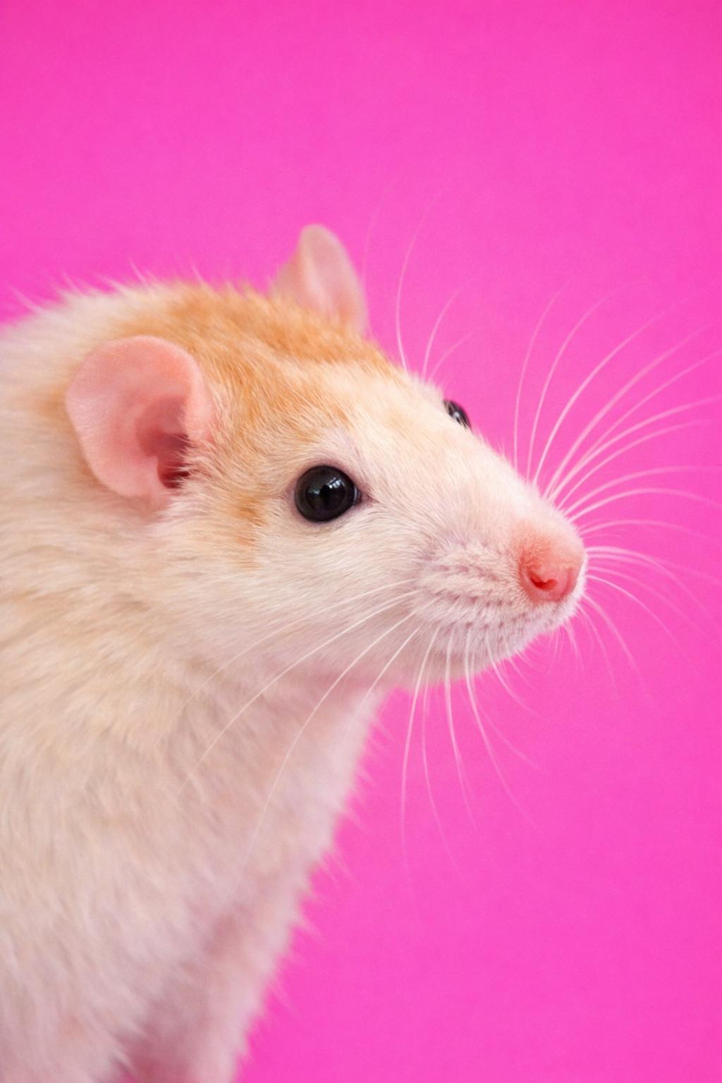 Enlarge Tostada, a Adopted Rat in Mankato, MN image 1/1