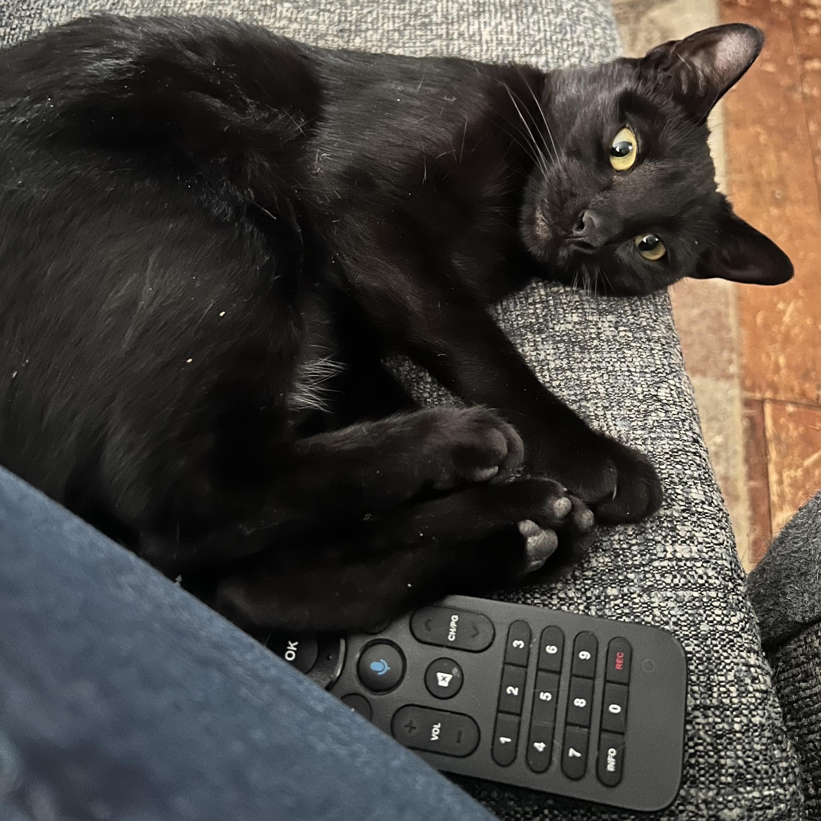 Enlarge Pixie and Barnacle (Bonded Pair), a ADOPTABLE Domestic Short Hair in Grafton, MA image 5/6