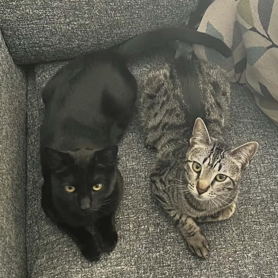 Enlarge Pixie and Barnacle (Bonded Pair), a ADOPTABLE Domestic Short Hair in Grafton, MA image 1/6
