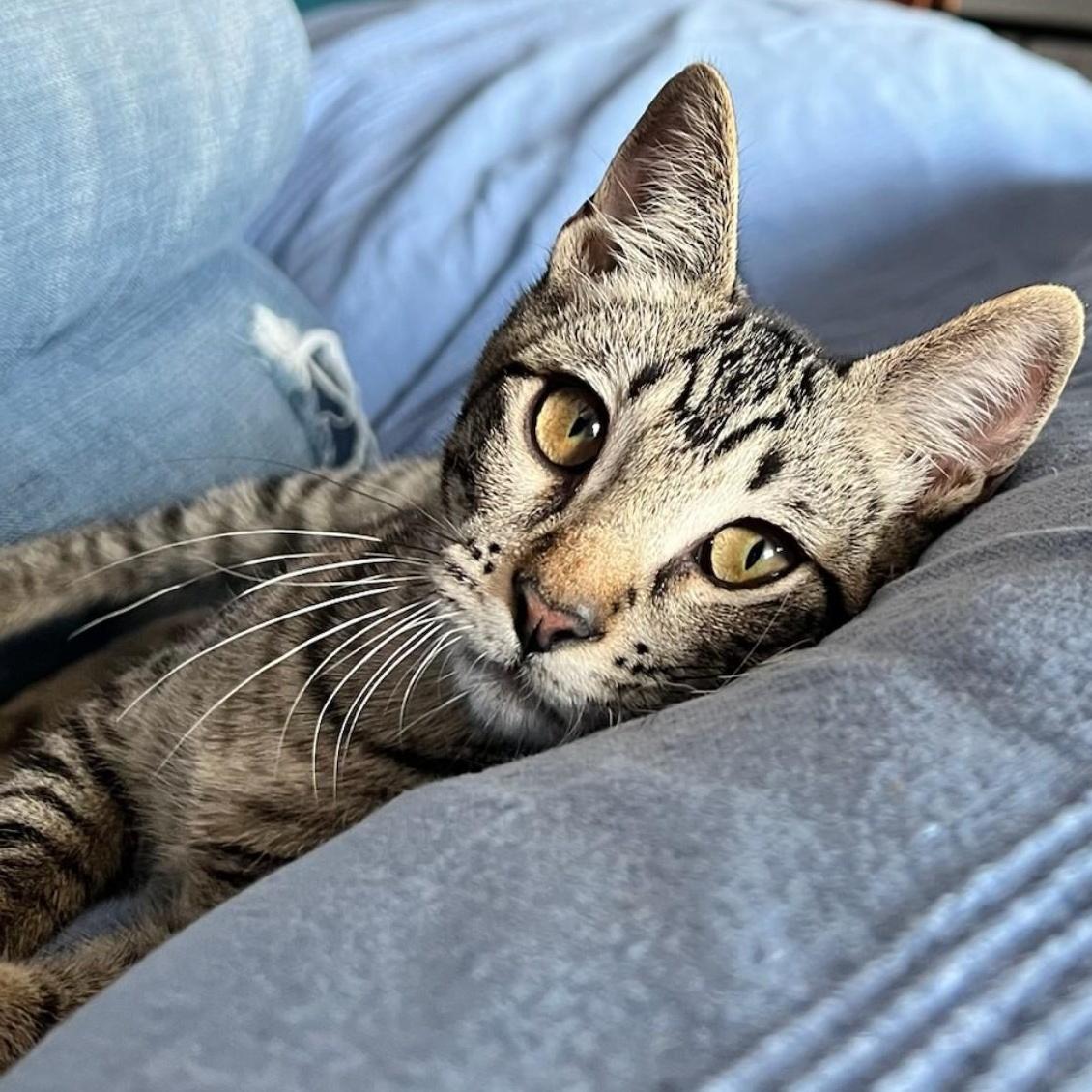 Enlarge Pixie and Barnacle (Bonded Pair), a ADOPTABLE Domestic Short Hair in Grafton, MA image 4/6