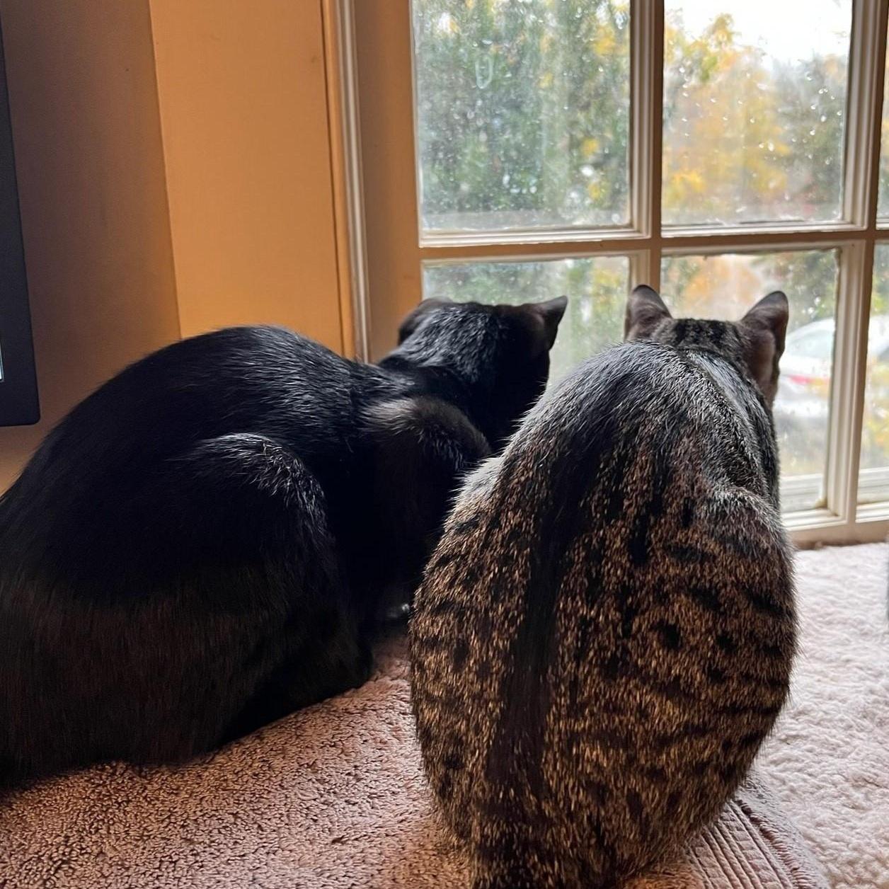 Enlarge Pixie and Barnacle (Bonded Pair), a ADOPTABLE Domestic Short Hair in Grafton, MA image 6/6