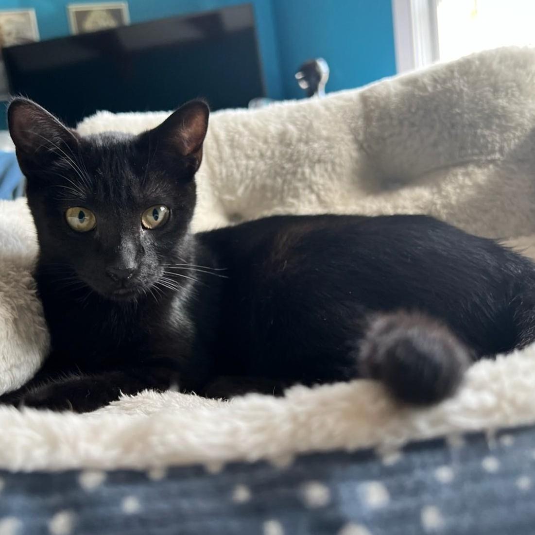 Enlarge Pixie and Barnacle (Bonded Pair), a ADOPTABLE Domestic Short Hair in Grafton, MA image 3/6