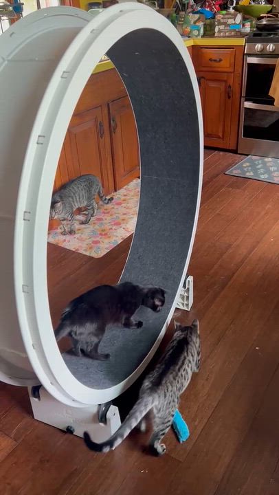 Enlarge Pixie and Barnacle (Bonded Pair), a ADOPTABLE Domestic Short Hair in Grafton, MA video 2/6