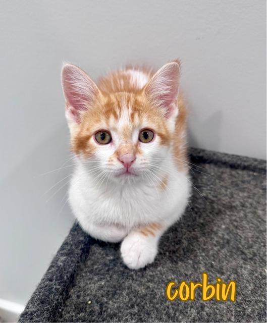 Enlarge Corbin, an adopted Domestic Short Hair in Lacona, NY image 4/4