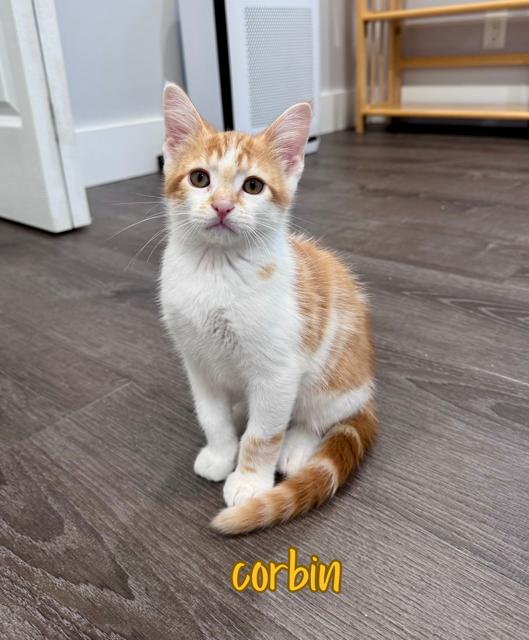 Enlarge Corbin, an adopted Domestic Short Hair in Lacona, NY image 2/4