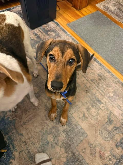 Enlarge Lance, a ADOPTABLE mixed breed in Albany, NY image 2/4