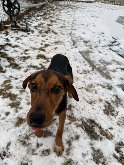 Enlarge Lance, a ADOPTABLE mixed breed in Albany, NY image 1/4