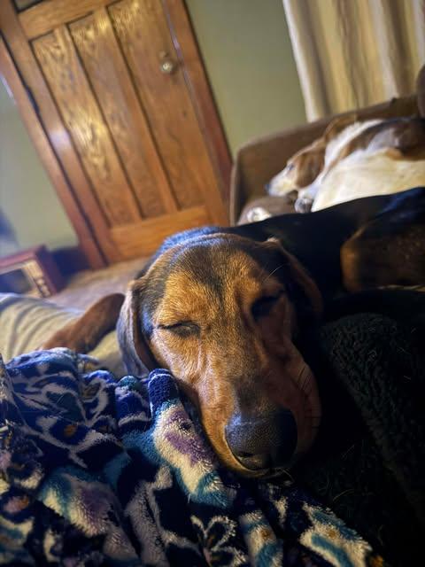 Enlarge Lance, a ADOPTABLE mixed breed in Albany, NY image 3/4