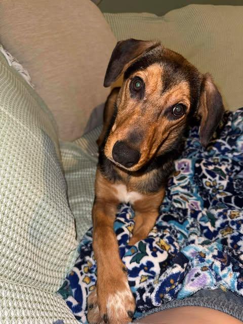 Enlarge Lance, a ADOPTABLE mixed breed in Albany, NY image 4/4