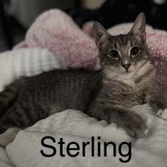 Sterling