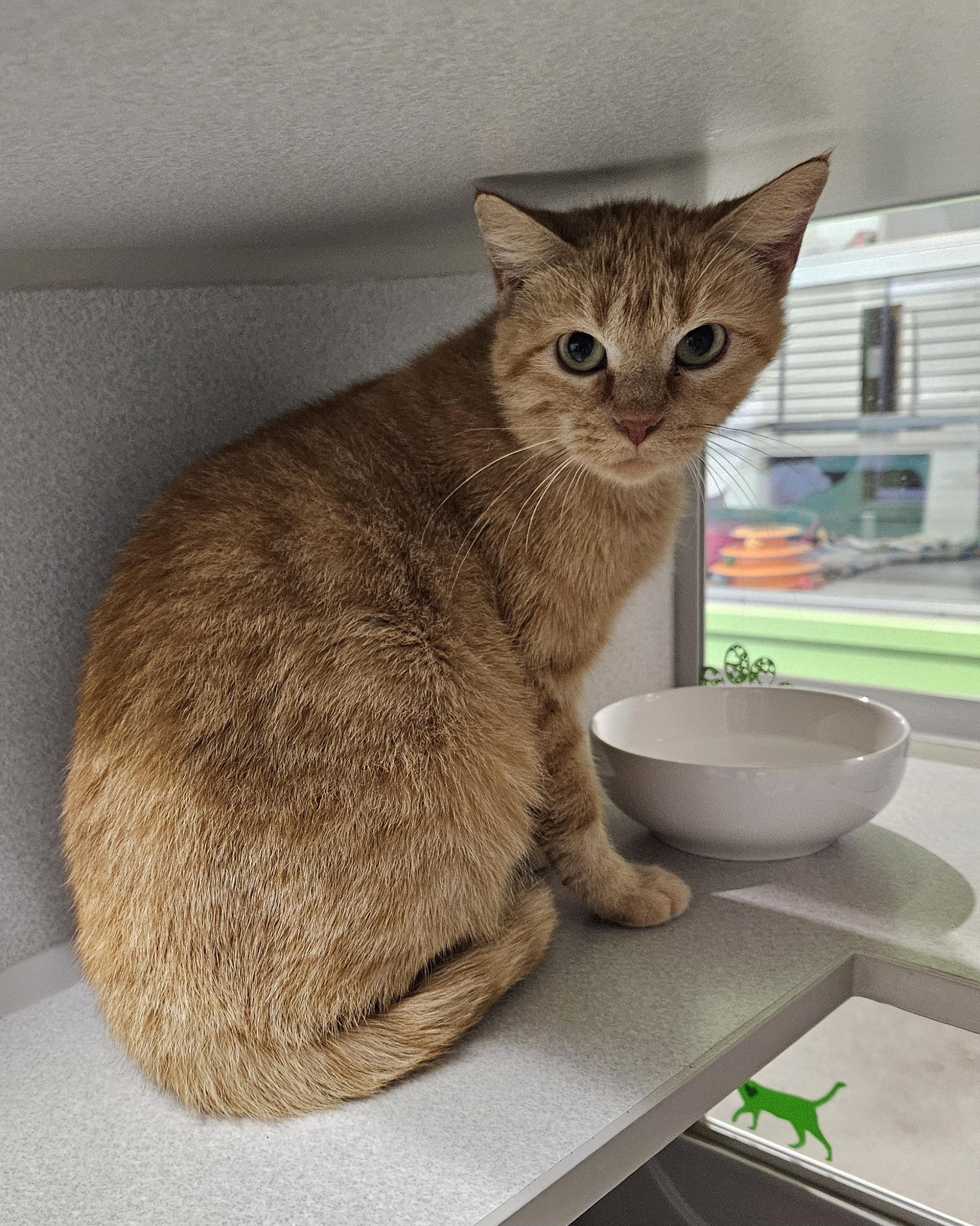 Cat for adoption Currier, a Domestic Short Hair in Iowa City, IA