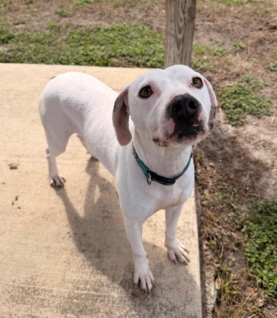 Enlarge Costa, a Adoptable Mixed Breed in Ocala, FL image 1/1