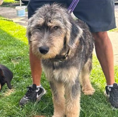 Enlarge Rex, an adopted mixed breed in Alma, MI image 1/1