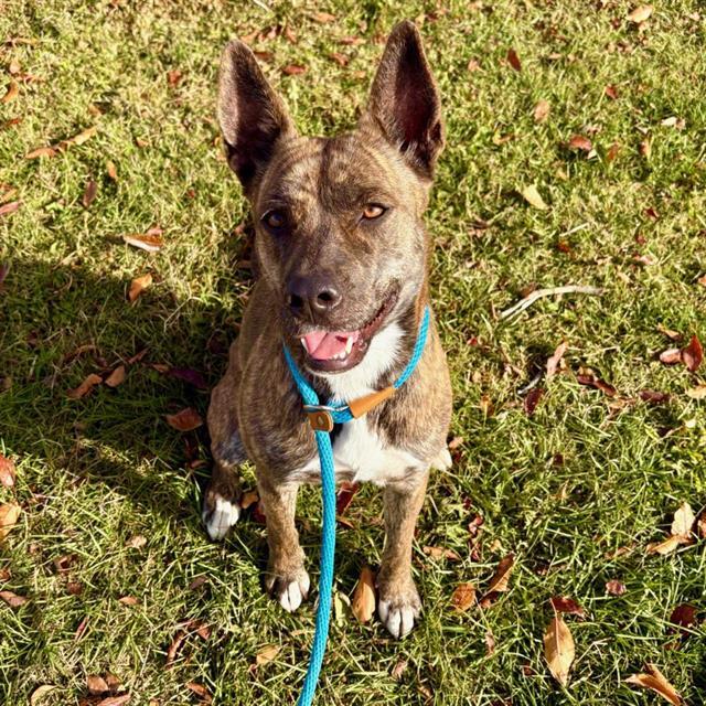 DAZEY, Adoptable, Young Female German Shepherd Dog & Mixed Breed.