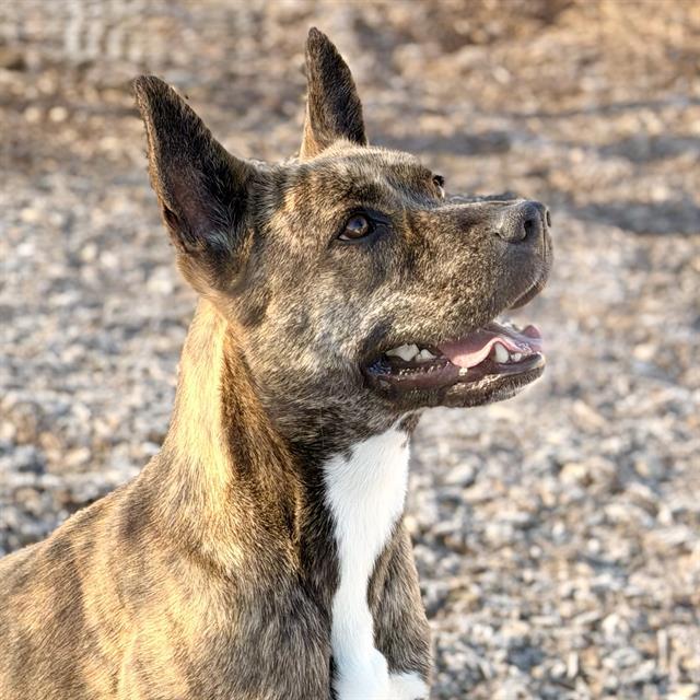 Enlarge DAZEY, a Adoptable mixed breed in Albuquerque, NM image 1/1