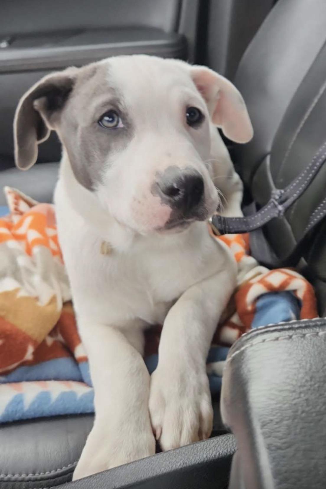 Eddie, Adopted, Young Male Pit Bull Terrier.