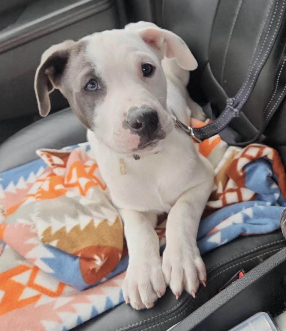 Eddie, a Adopted mixed breed in Minneapolis, MN image 2/5