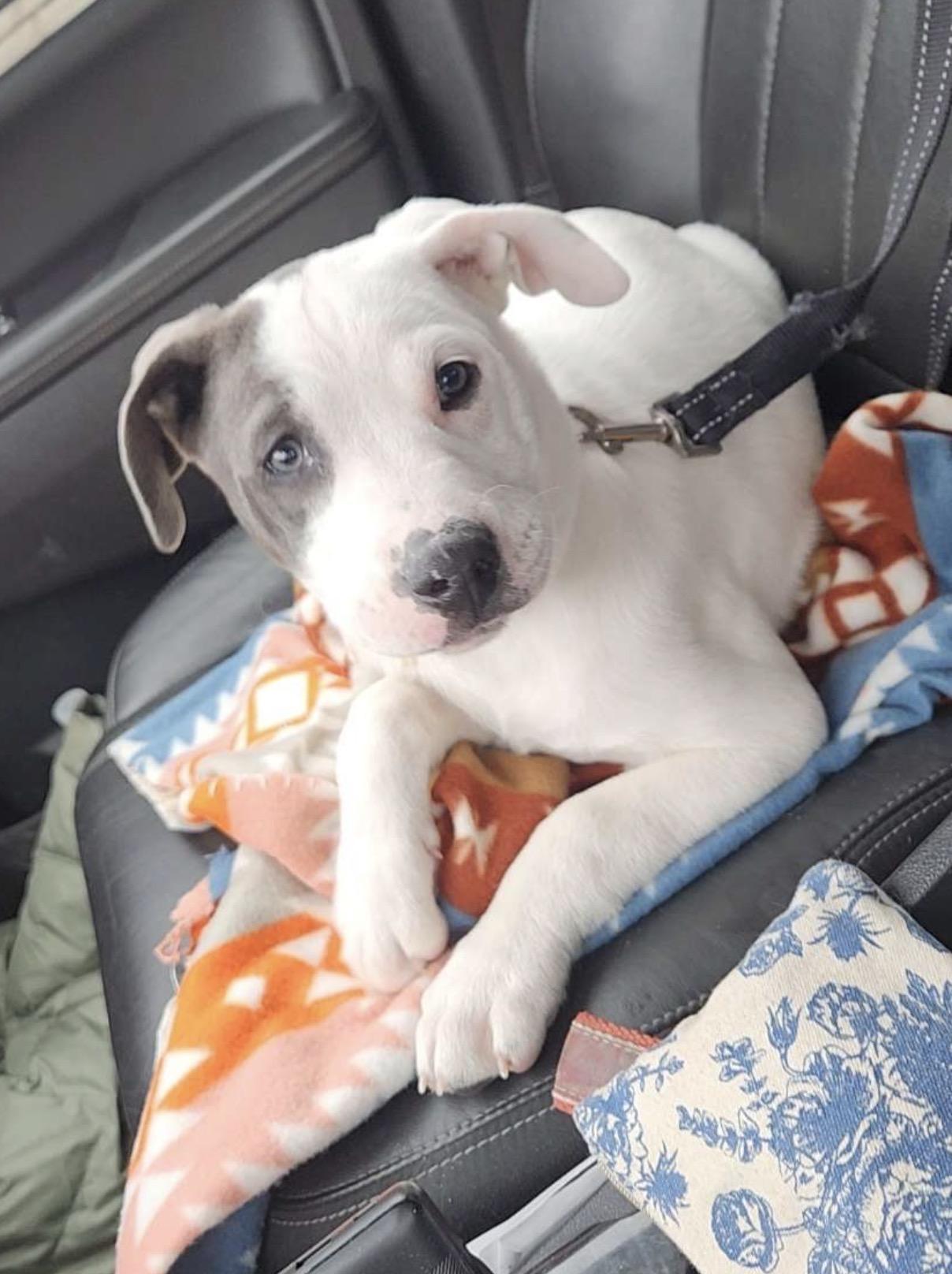 Eddie, a Adopted mixed breed in Minneapolis, MN image 4/5
