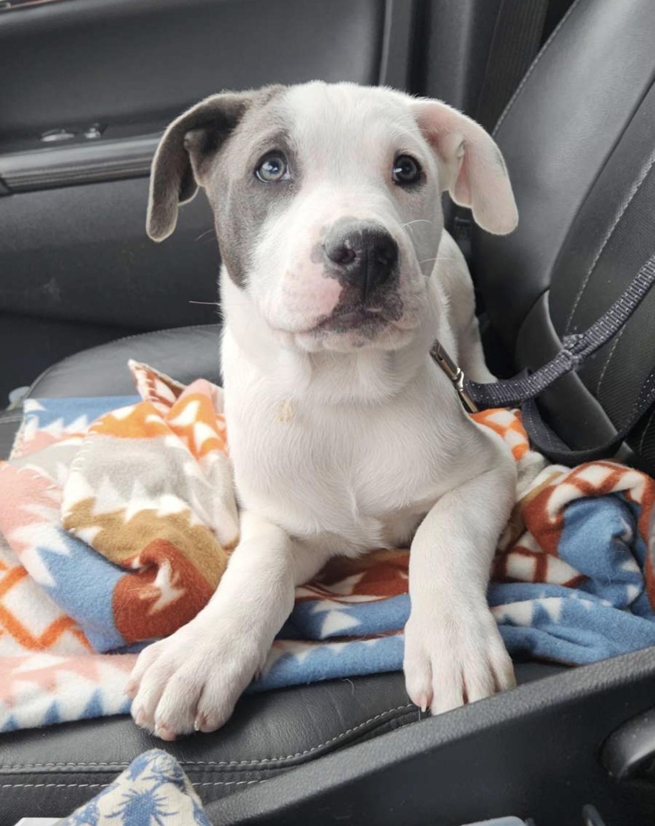 Eddie, a Adopted mixed breed in Minneapolis, MN image 5/5