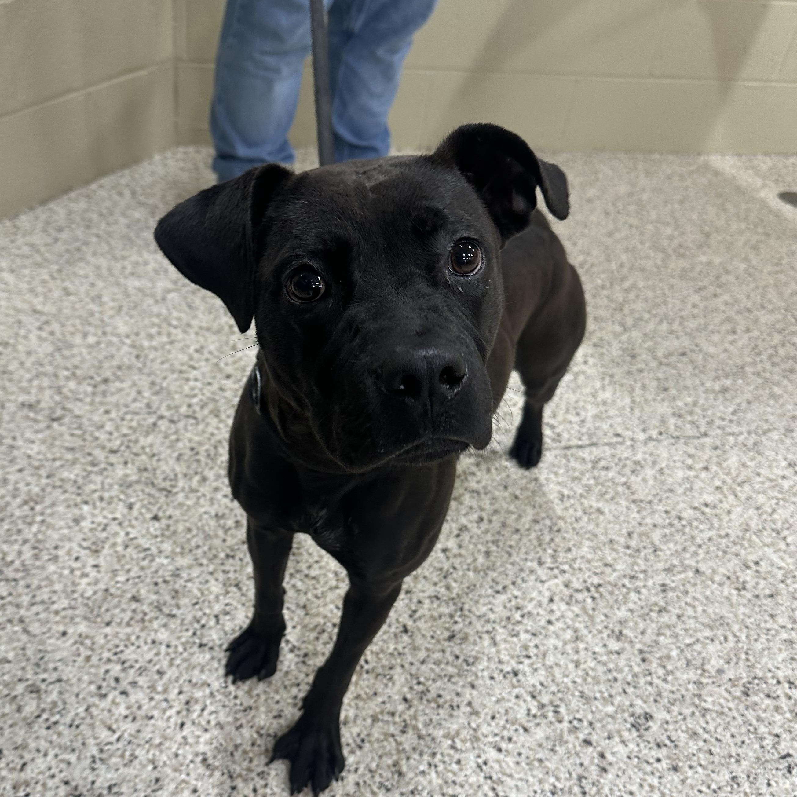 Bambi, a Adoptable mixed breed in Youngstown, OH image 2/6