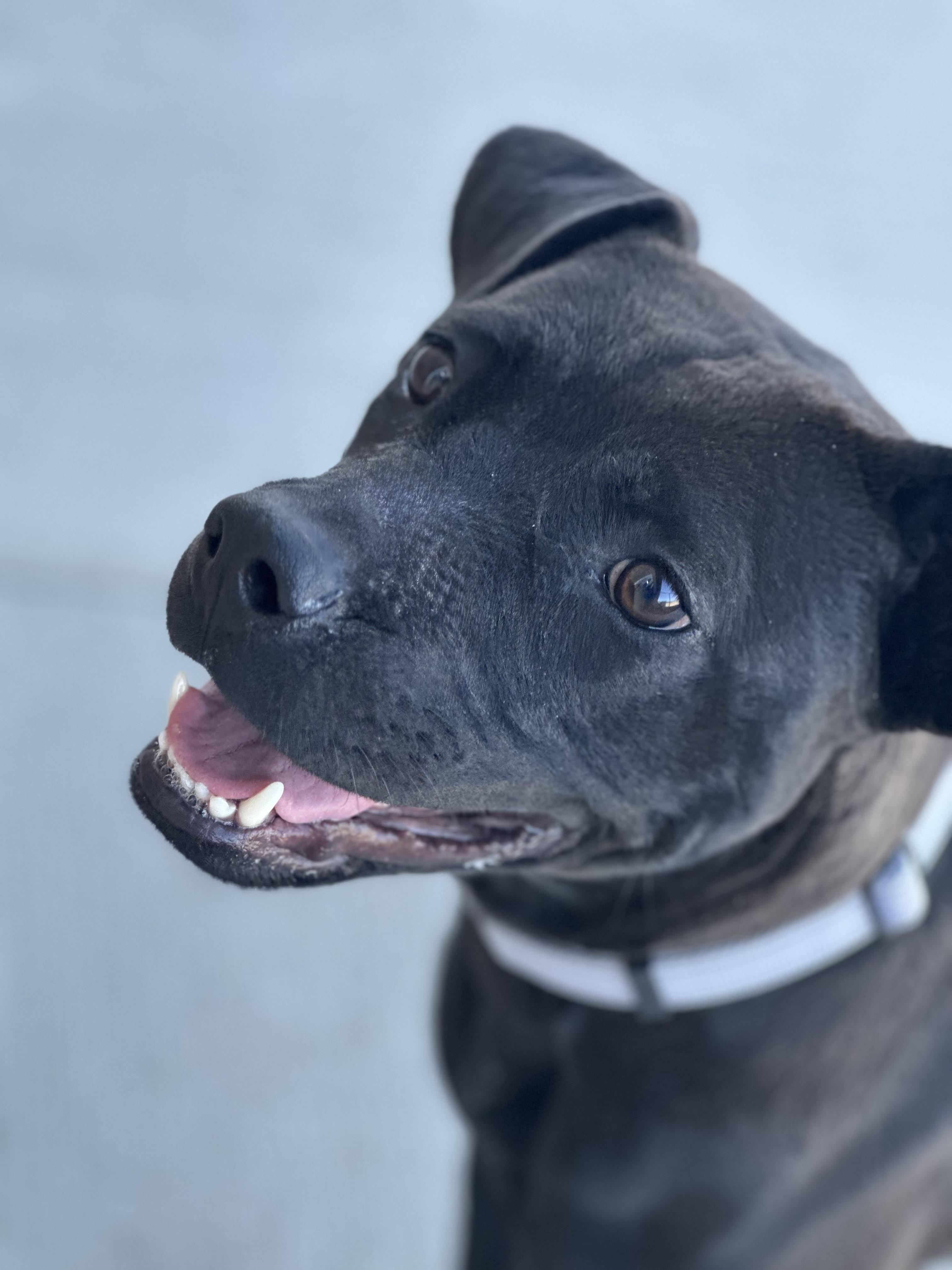 Bambi, a Adoptable mixed breed in Youngstown, OH image 1/6