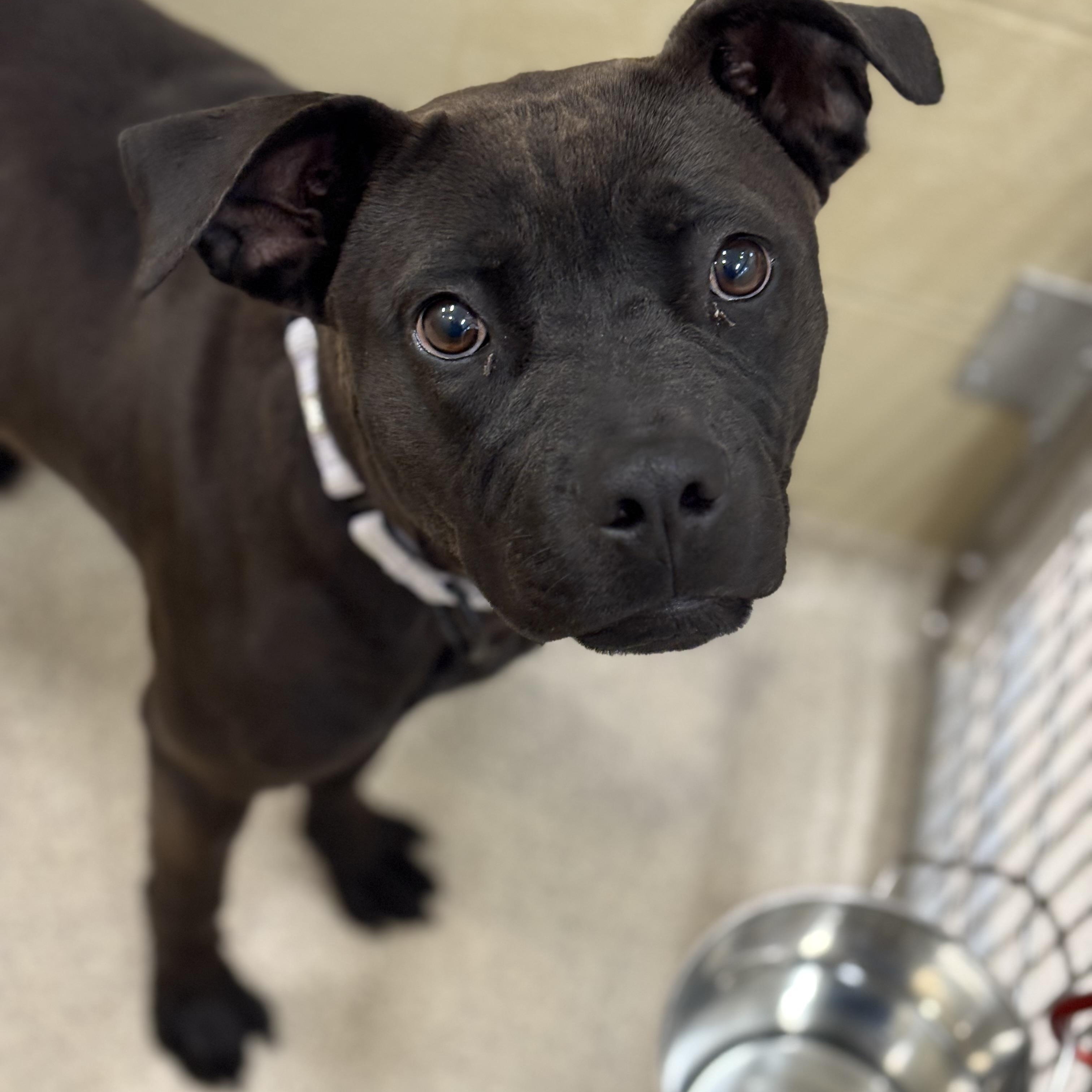 Bambi, a Adoptable mixed breed in Youngstown, OH image 3/6