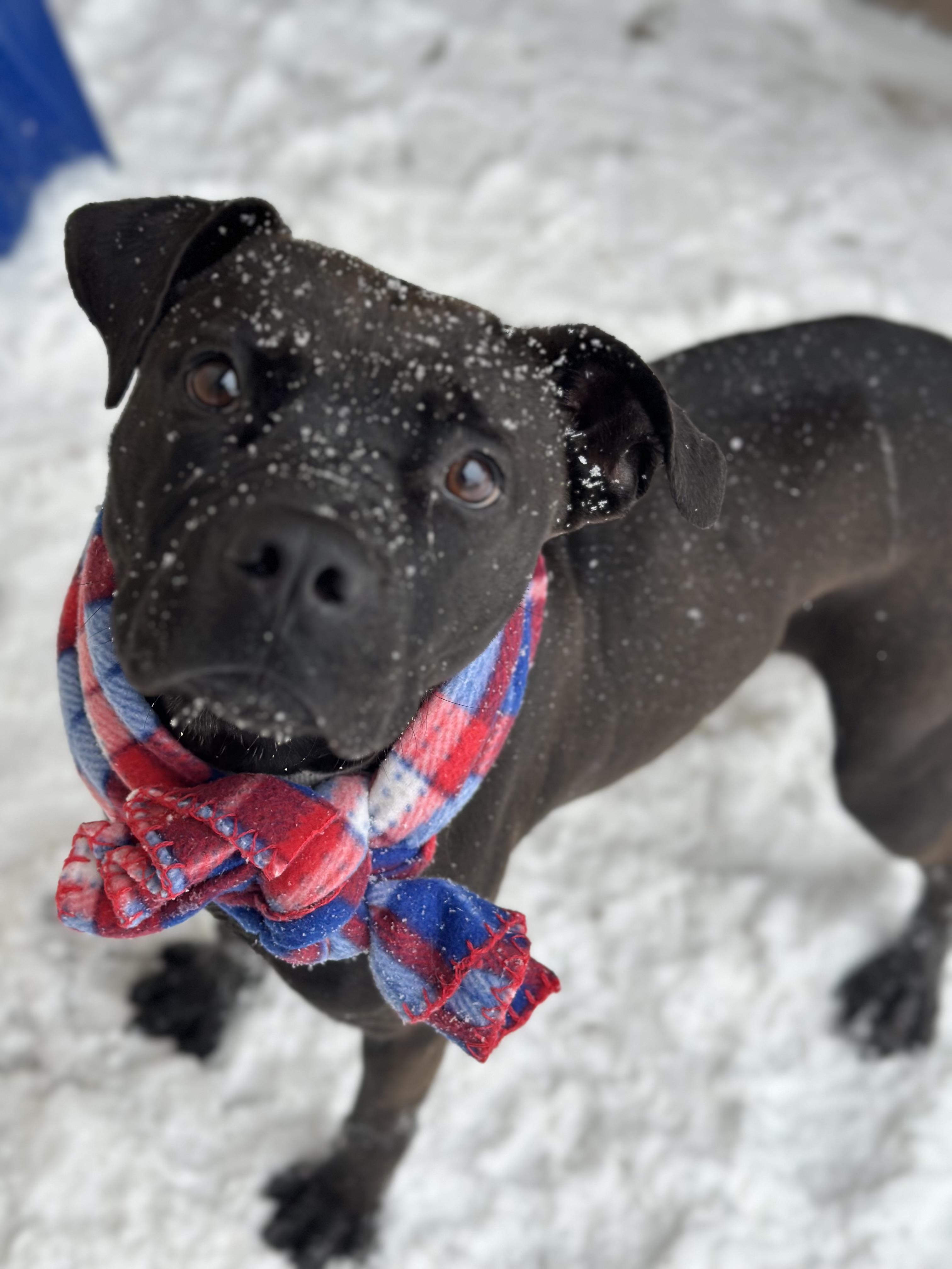 Enlarge Bambi, a other mixed breed in Youngstown, OH image 1/6