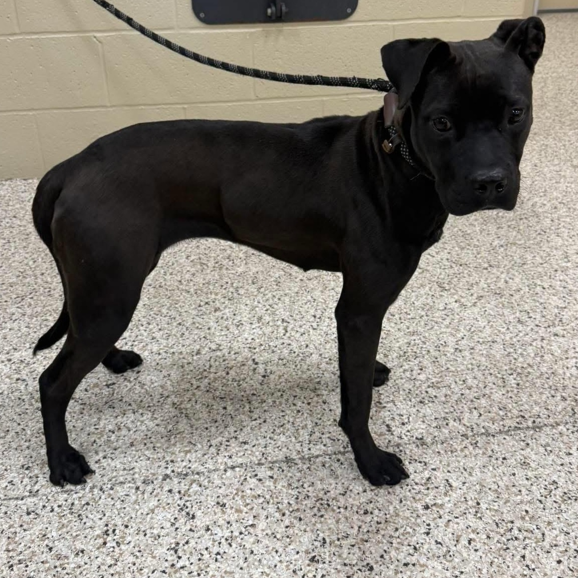 Bambi, a Adoptable mixed breed in Youngstown, OH image 4/6