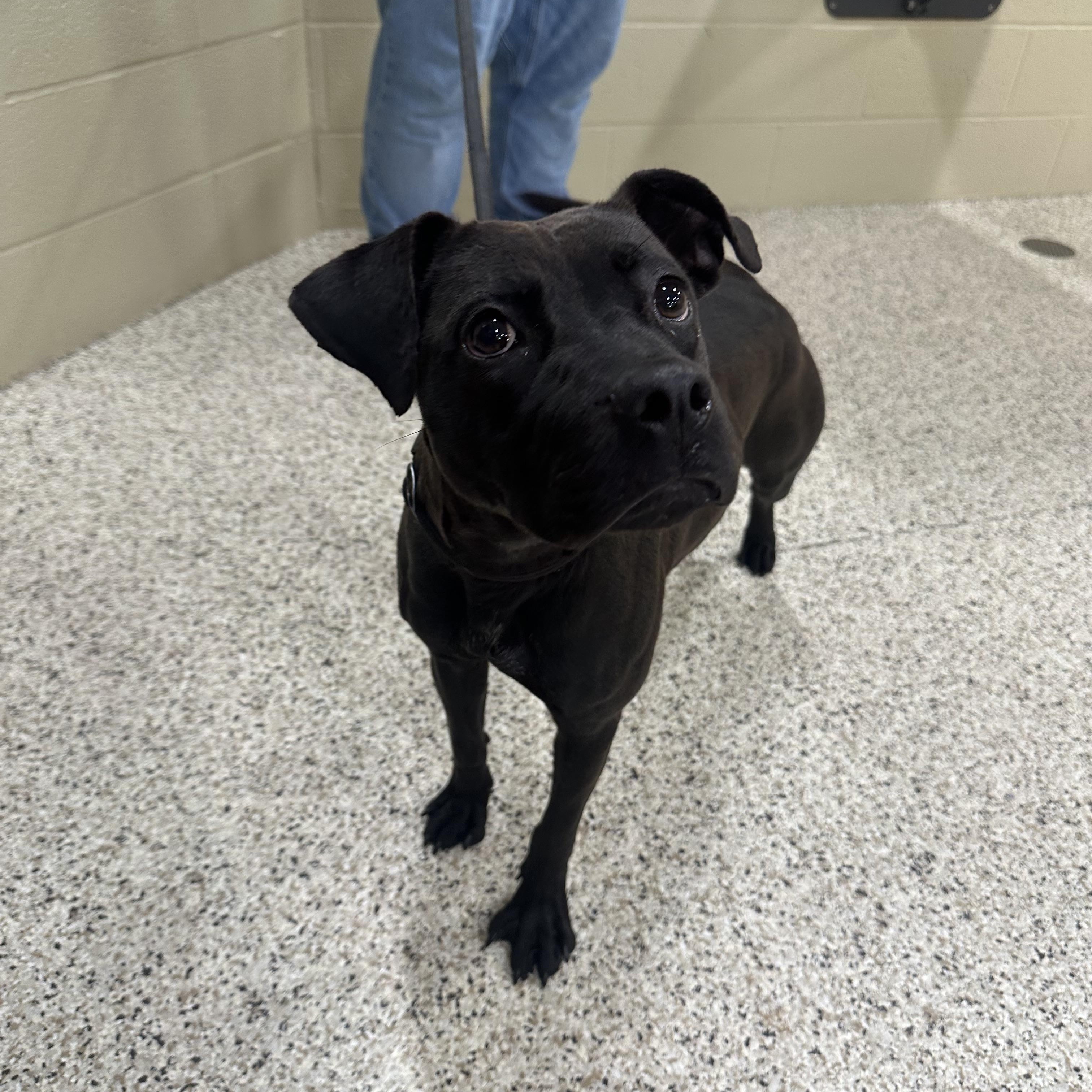 Bambi, a Adoptable mixed breed in Youngstown, OH image 5/6