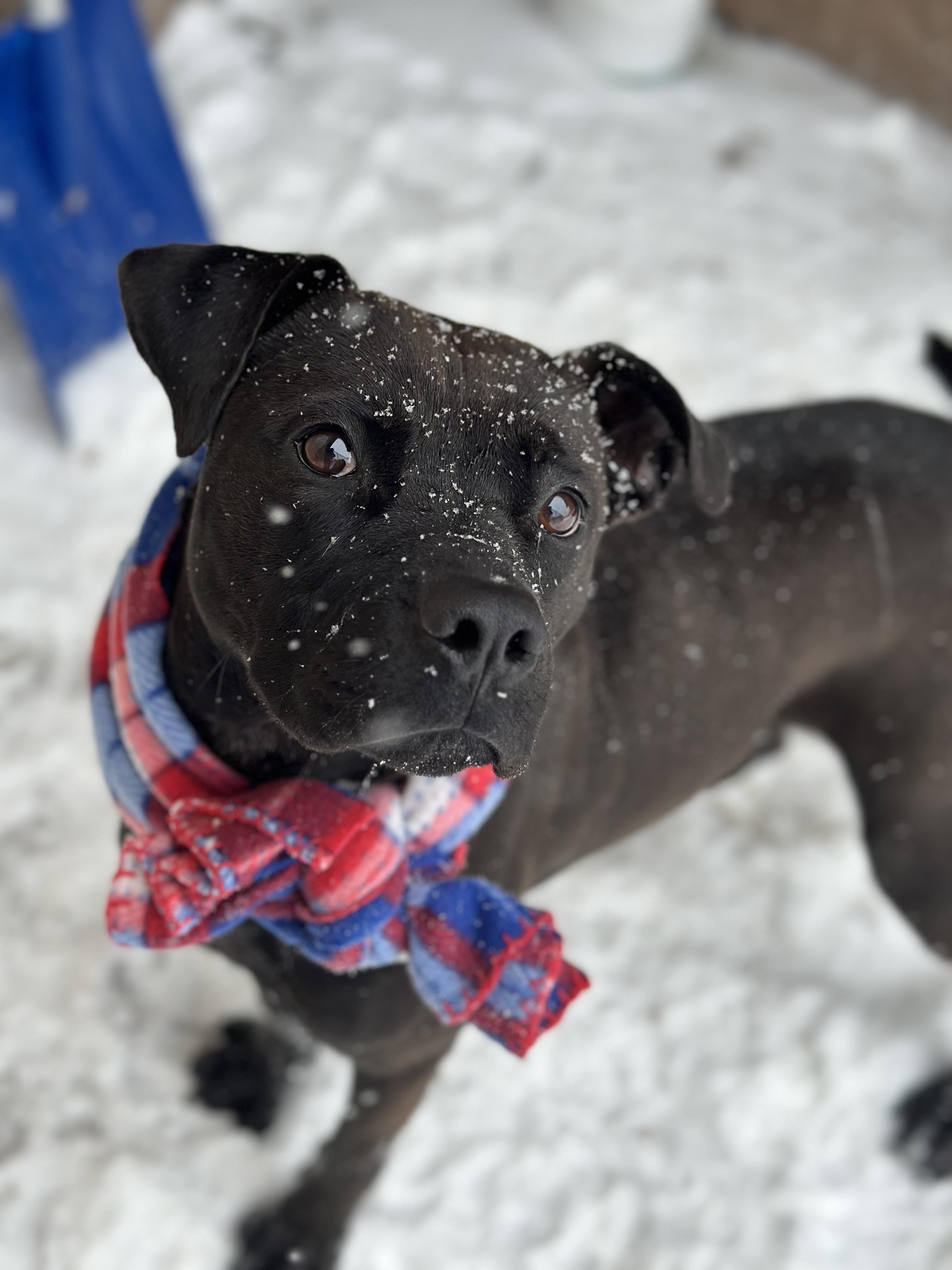 Enlarge Bambi, a other mixed breed in Youngstown, OH image 2/6