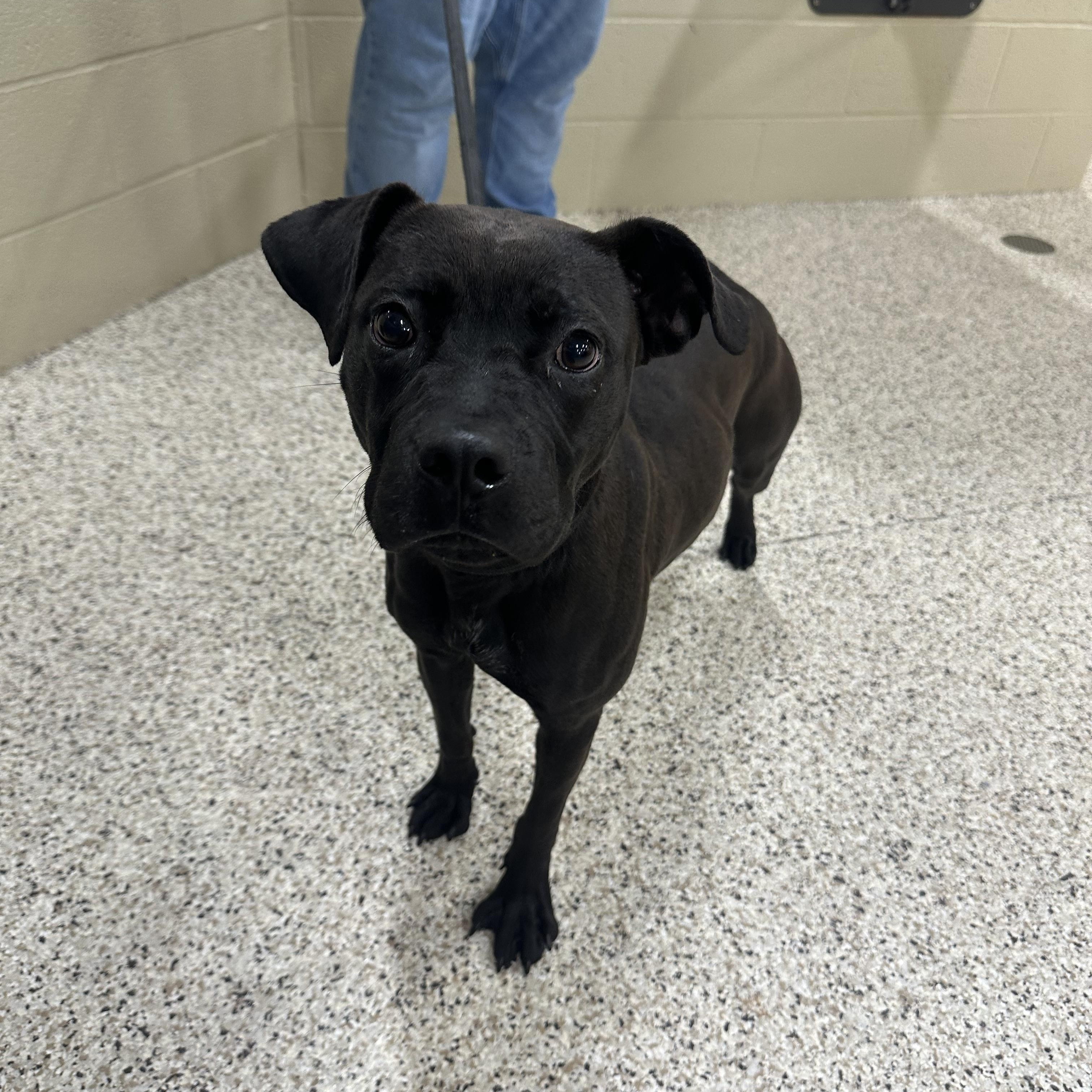 Bambi, a Adoptable mixed breed in Youngstown, OH image 6/6