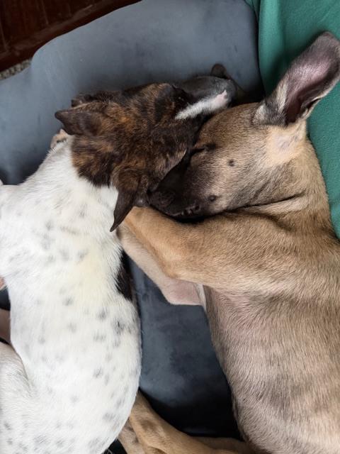 Klaus ('25), a Adoptable mixed breed in New Albany, OH image 3/4