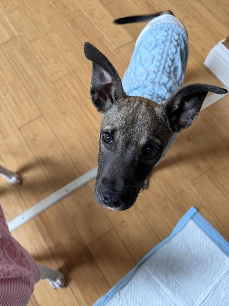 Klaus ('25), a Adoptable mixed breed image 4/4