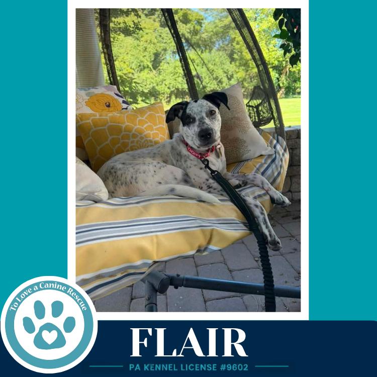 Enlarge Flair (Speckled Six) 082226, a Adoptable mixed breed in Kimberton, PA image 1/5