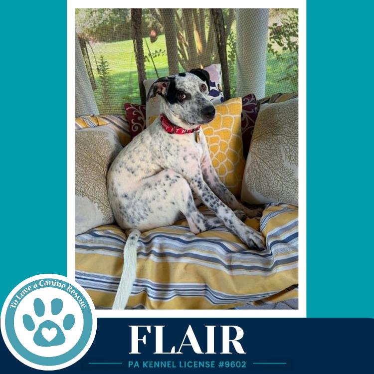 Enlarge Flair (Speckled Six) 082226, a Adoptable mixed breed in Kimberton, PA image 2/5