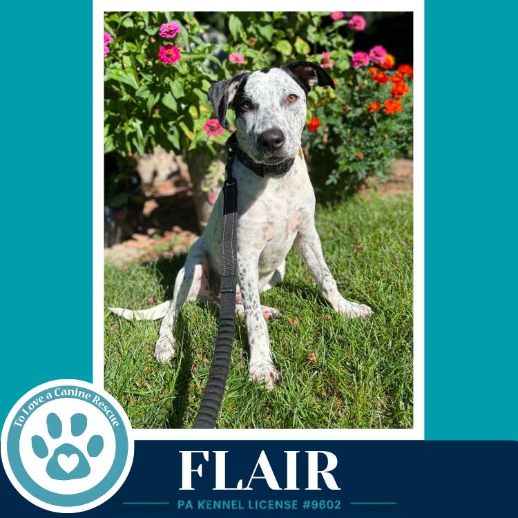 Flair (Speckled Six) 082226, Adoptable, Puppy Male Cattle Dog.
