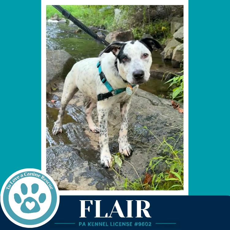 Enlarge Flair (Speckled Six) 082226, a Adoptable mixed breed in Kimberton, PA image 2/3