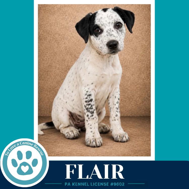 Enlarge Flair (Speckled Six) 082226, a Adoptable mixed breed in Kimberton, PA image 3/3