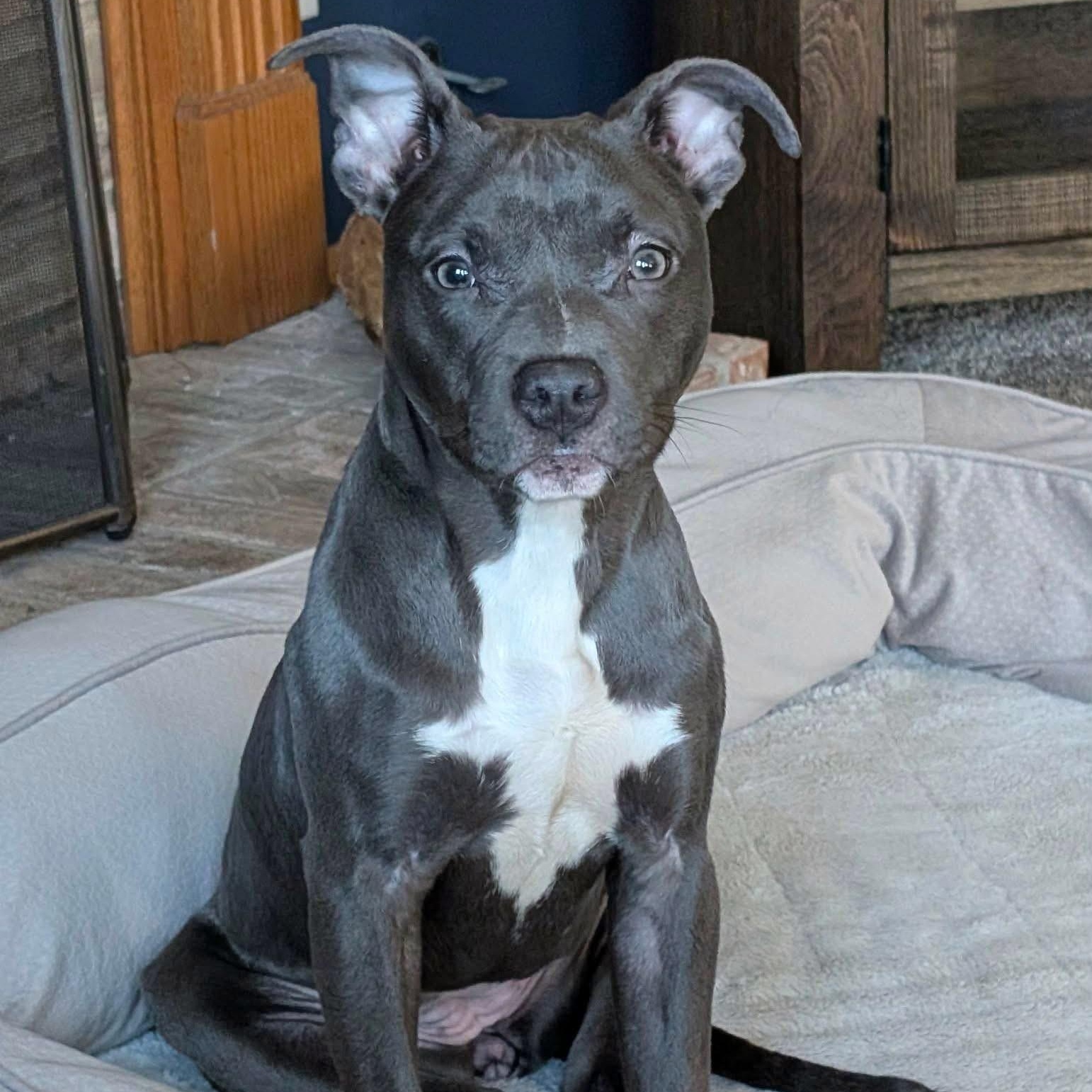 Enlarge Amara, an adopted mixed breed in McHenry, IL image 2/4