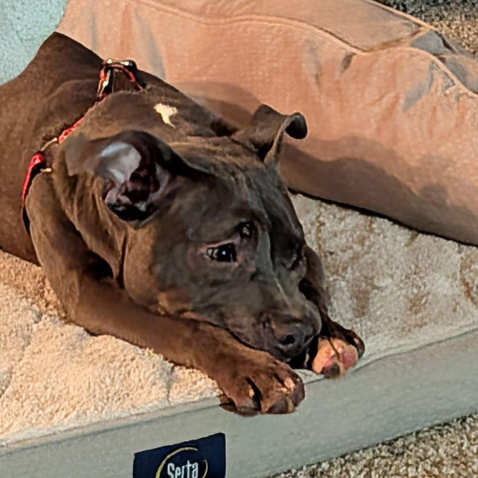 Enlarge Amara, an adopted mixed breed in McHenry, IL image 3/4