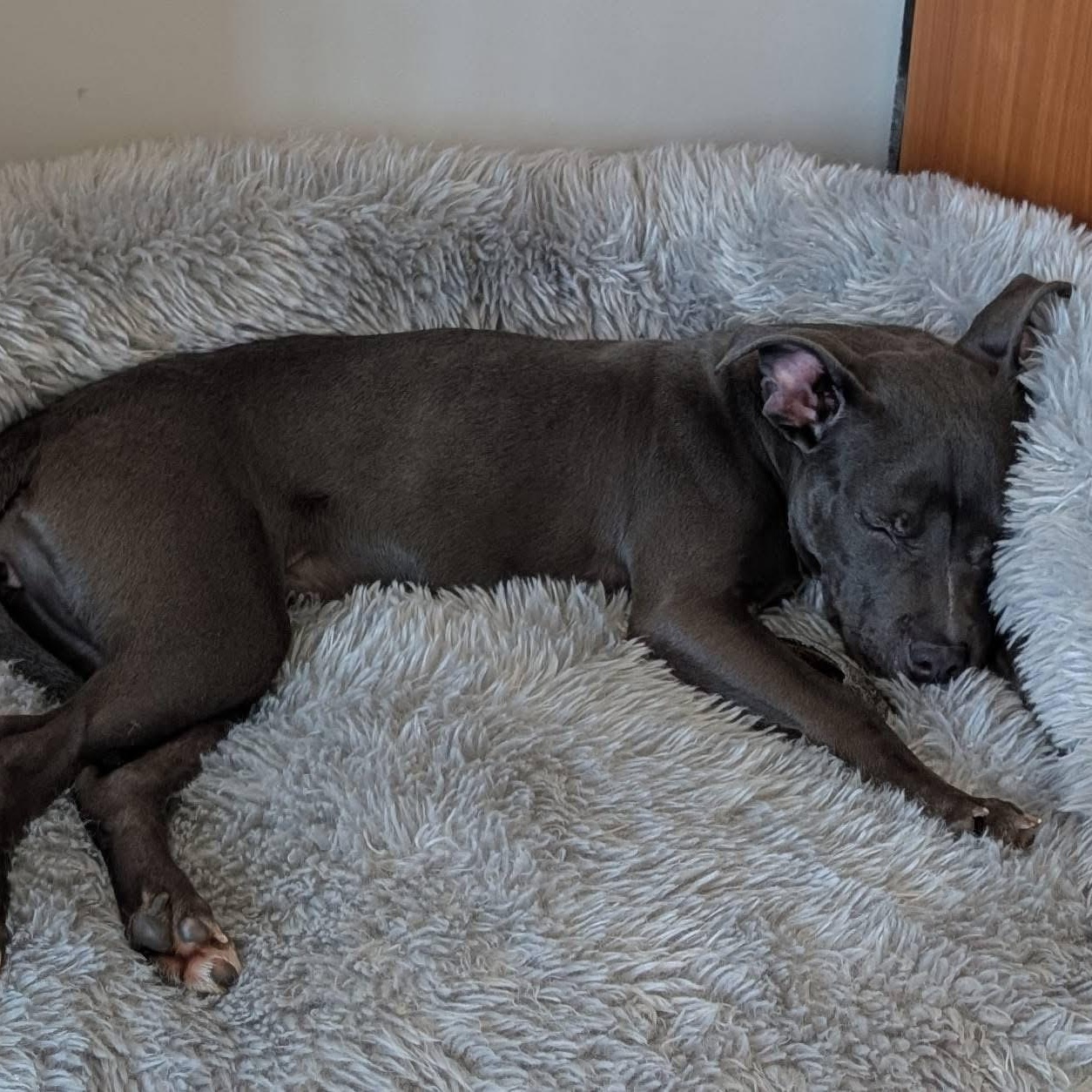 Enlarge Amara, an adopted mixed breed in McHenry, IL image 4/4