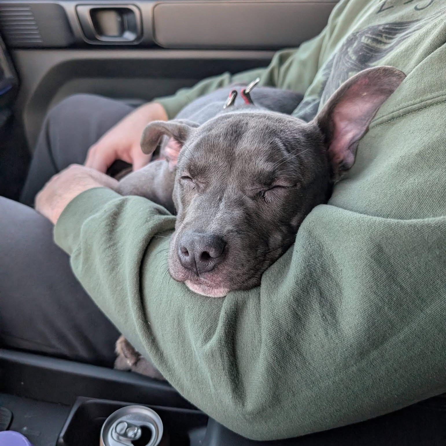 Amara, adopted, Young Female Pit Bull Terrier.