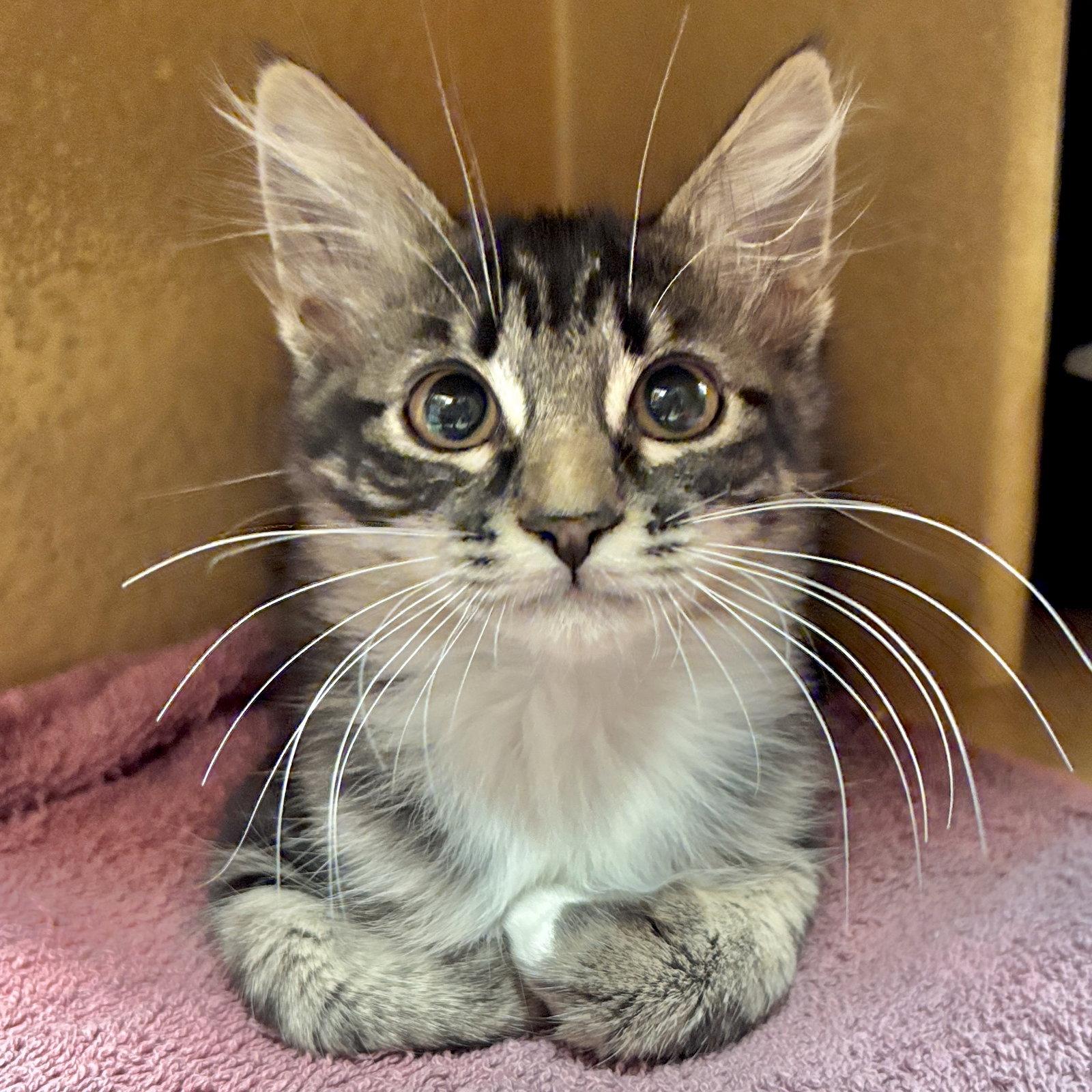 Enlarge Alfalfa, a Adopted Domestic Medium Hair in Sonora, CA image 1/1