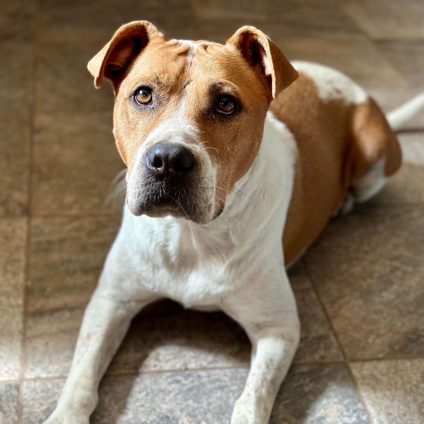 Enlarge Addie, a Adoptable mixed breed in Brookshire, TX image 9/11