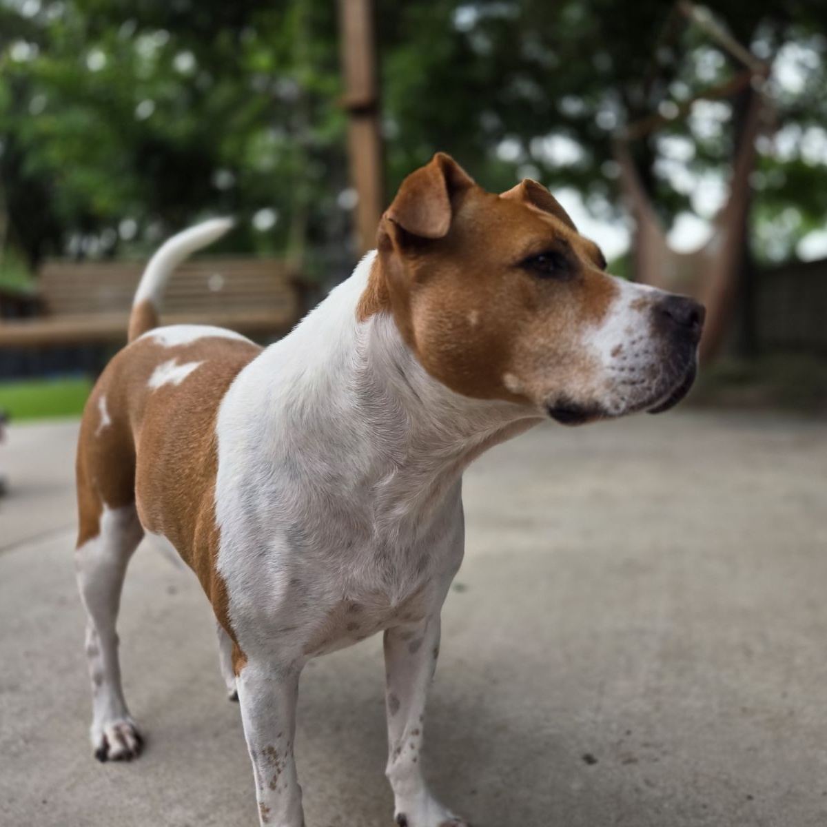 Addie, a Adoptable mixed breed in Brookshire, TX image 1/11