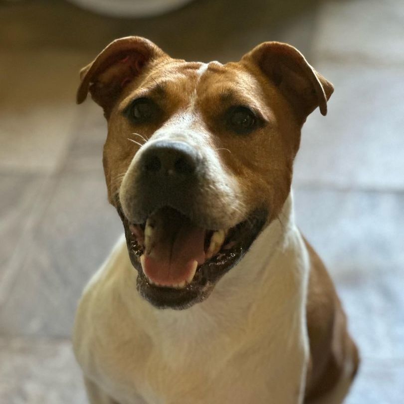 Enlarge Addie, a Adoptable mixed breed in Brookshire, TX image 8/11